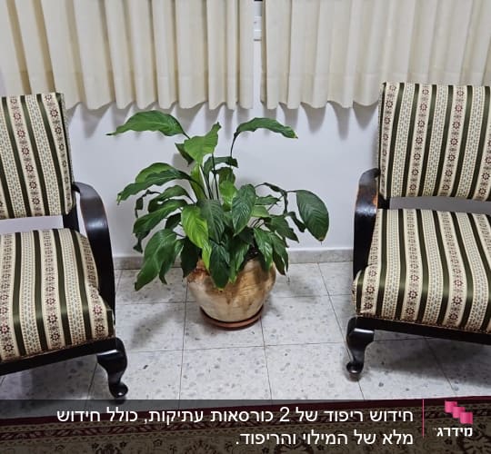 שני כיסאות מרופדים עם צמח ביניהם